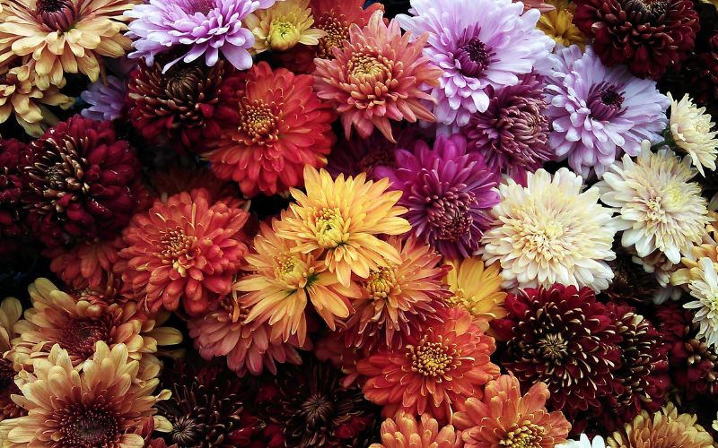 close up of a flower arrangement