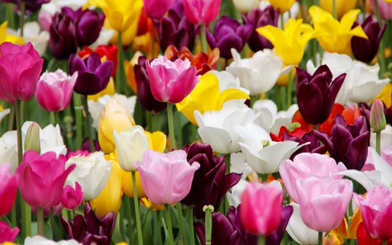 tulips in a field