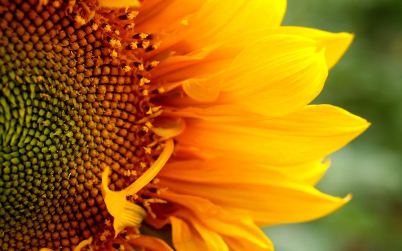 close up of a sunflower