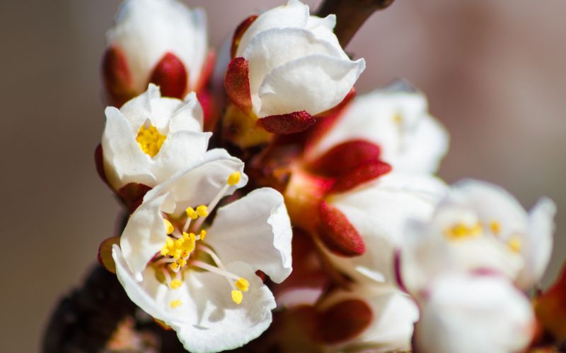 Seasonal Florals Winter